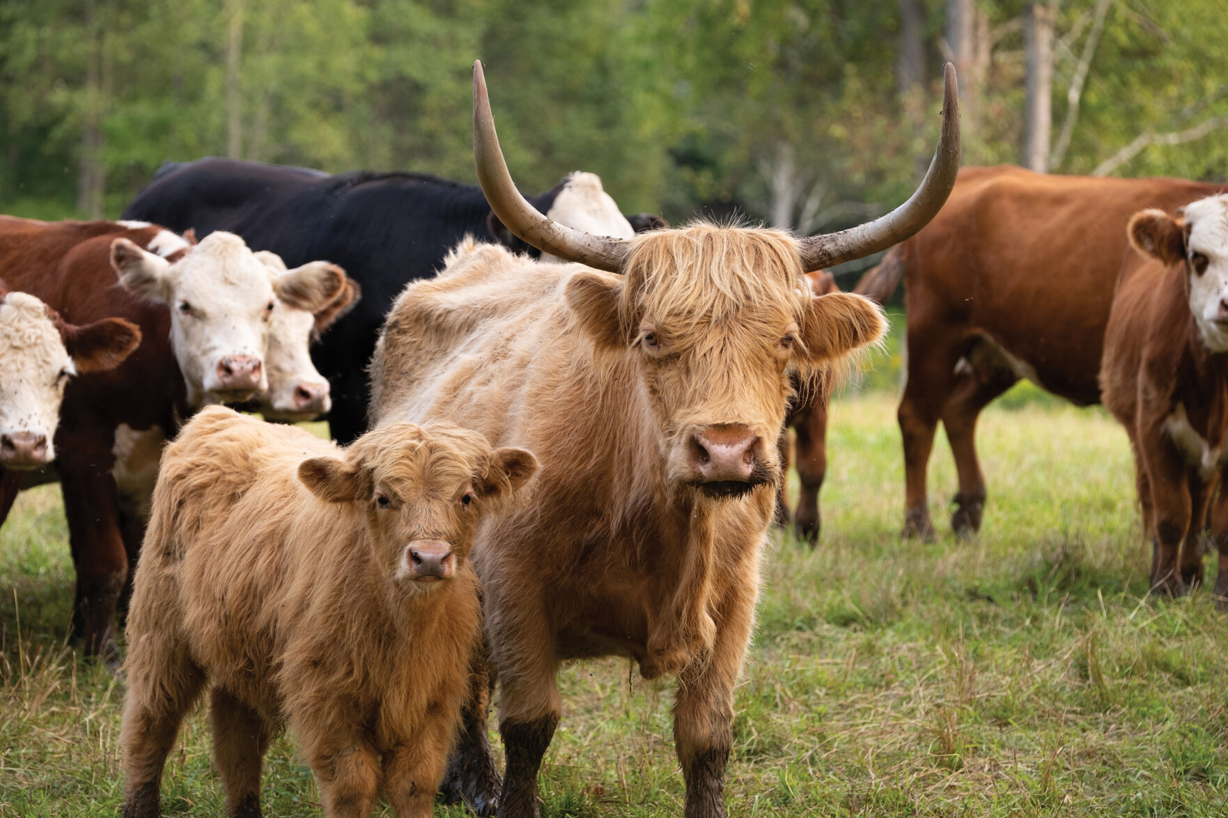 RiseandSwineFarm_StephenGabris35.jpg